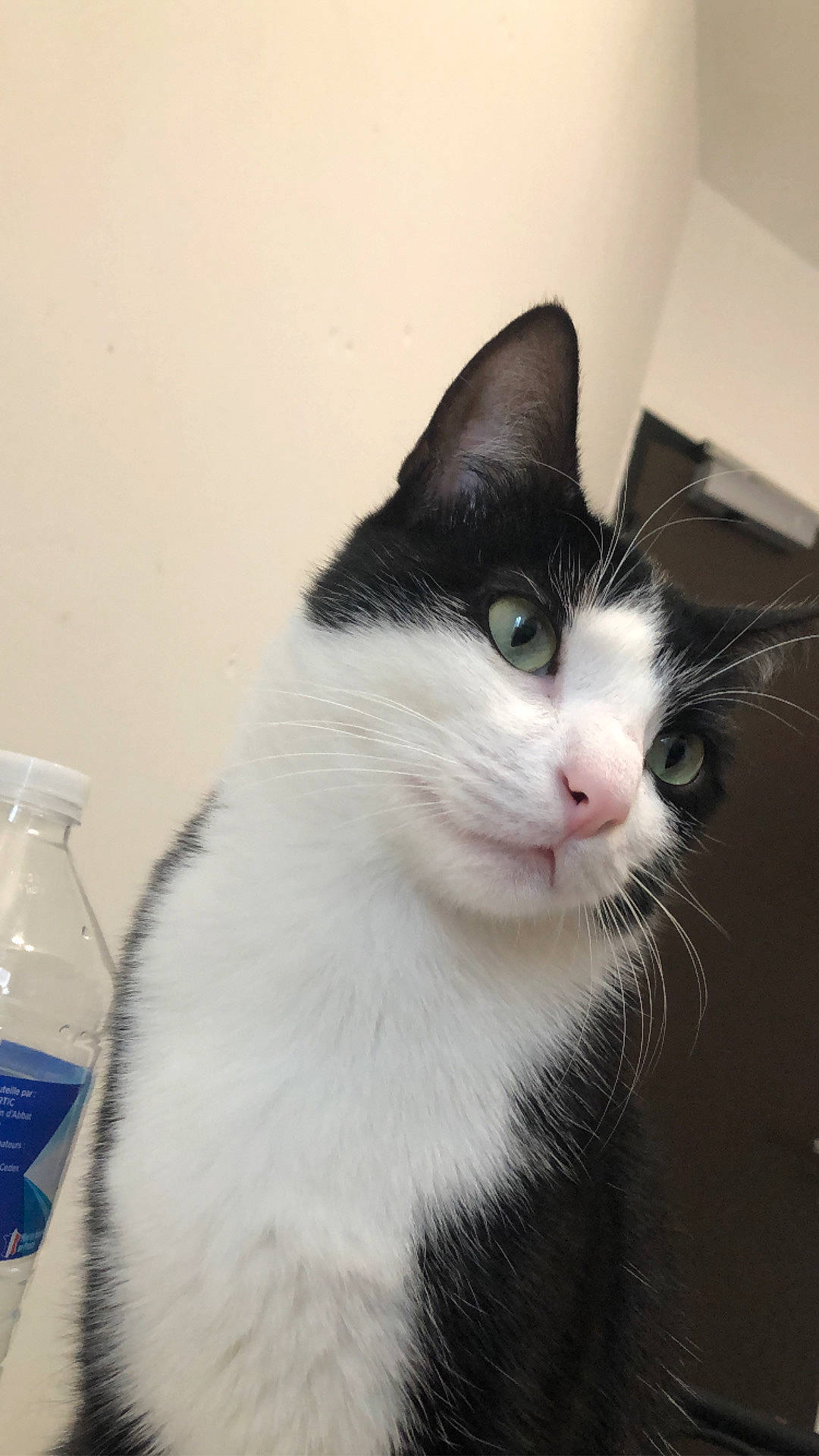 Pika participe au concours pour gagner de l'argent avec cette photo : bottle, carnivore, cat, domestic_short_haired_cat, felidae, fur, gas, monochrome_photography, plastic_bottle, small_to_medium_sized_cats, snout, tail, water_bottle, whiskers, window