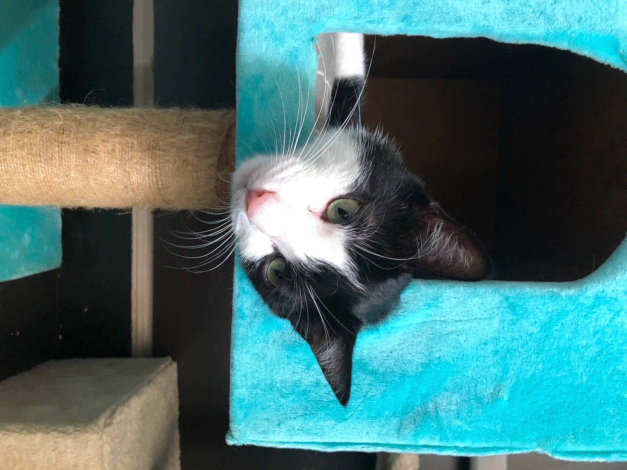 Pika a rejoint le concours — aidez-le/la à gagner de superbes lots ! art, blue, carnivore, cat, cat_supply, comfort, domestic_short_haired_cat, electric_blue, felidae, fur, leg, mammal, pet_supply, photo_caption, small_to_medium_sized_cats, snout, tail, tints_and_shades, whiskers, window