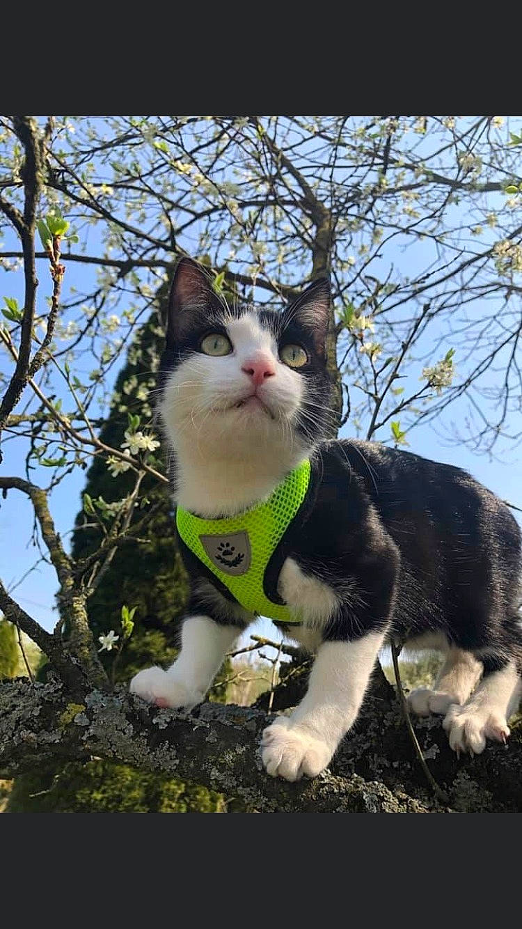 Pika a rejoint le concours — aidez-le/la à gagner de superbes lots ! carnivore, cat, domestic_short_haired_cat, eye, fawn, felidae, fur, grass, leaf, plant, sitting, sky, small_to_medium_sized_cats, snout, tail, terrestrial_animal, tree, trunk, twig, whiskers