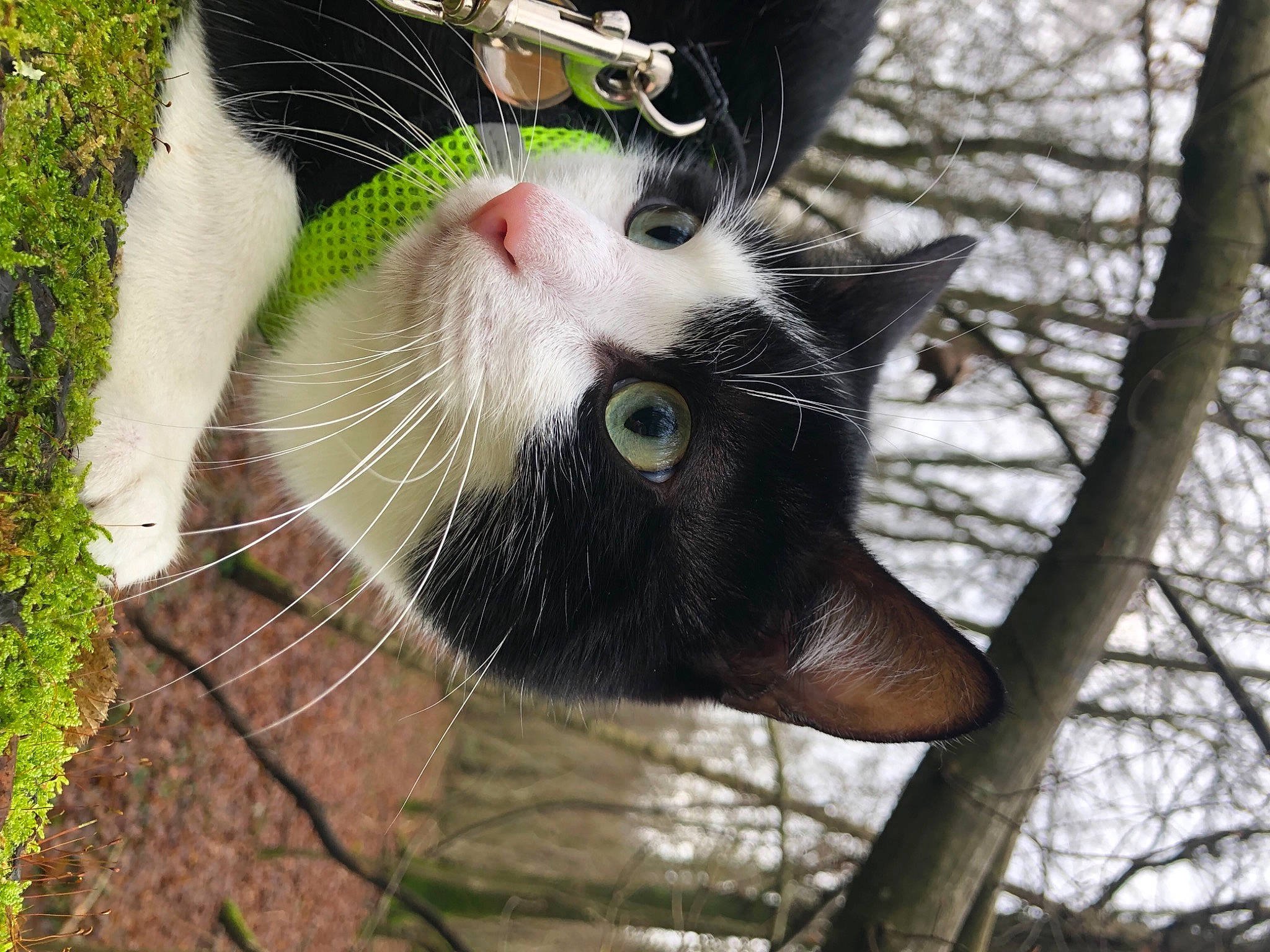 Pika participe au concours pour gagner de l'argent avec cette photo : beard, canidae, carnivore, cat, collar, domestic_short_haired_cat, fawn, felidae, fur, grass, plant, small_to_medium_sized_cats, snout, sunglasses, tail, tree, trunk, twig, whiskers, window