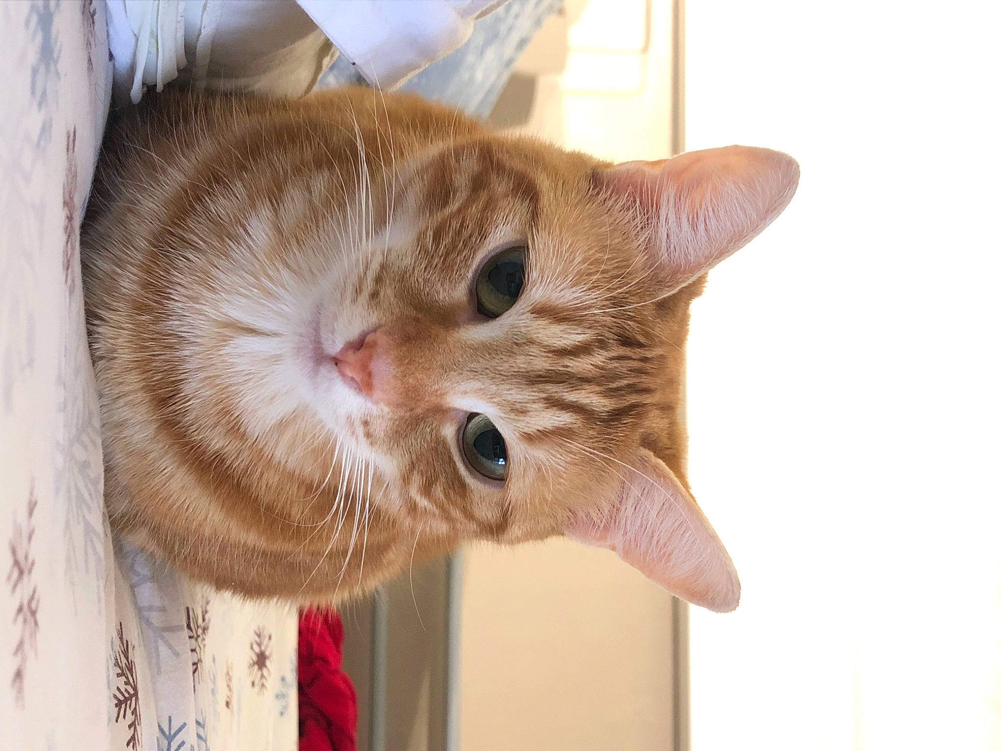 Ruby participe au concours pour gagner de l'argent avec cette photo : carnivore, cat, claw, comfort, domestic_short_haired_cat, ear, fawn, felidae, fur, plant, small_to_medium_sized_cats, snout, whiskers, window, wood