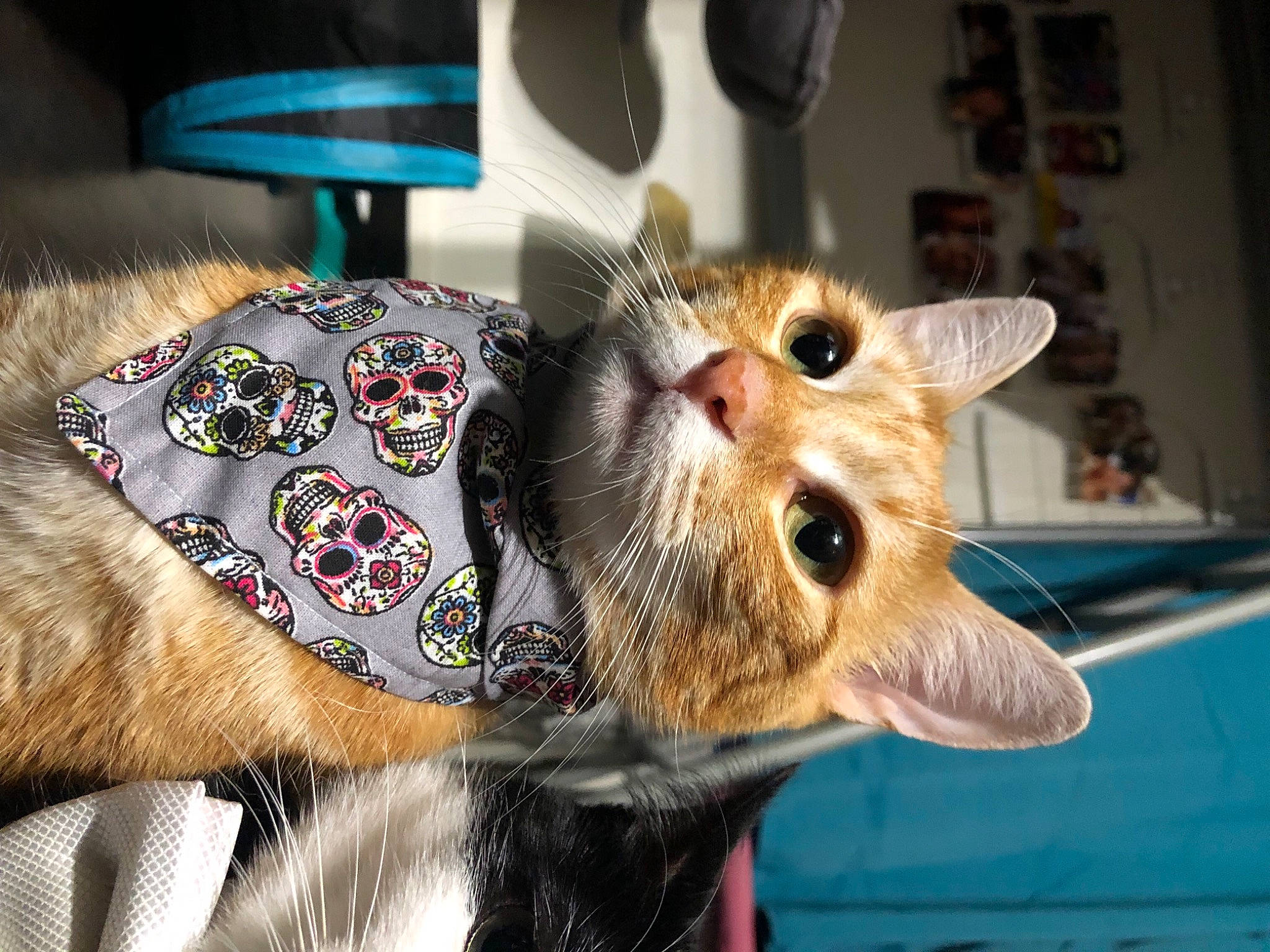 Ruby a rejoint le concours — aidez-le/la à gagner de superbes lots ! canidae, carnivore, cat, claw, collar, comfort, domestic_short_haired_cat, fawn, felidae, fur, paw, small_to_medium_sized_cats, snout, tail, whiskers