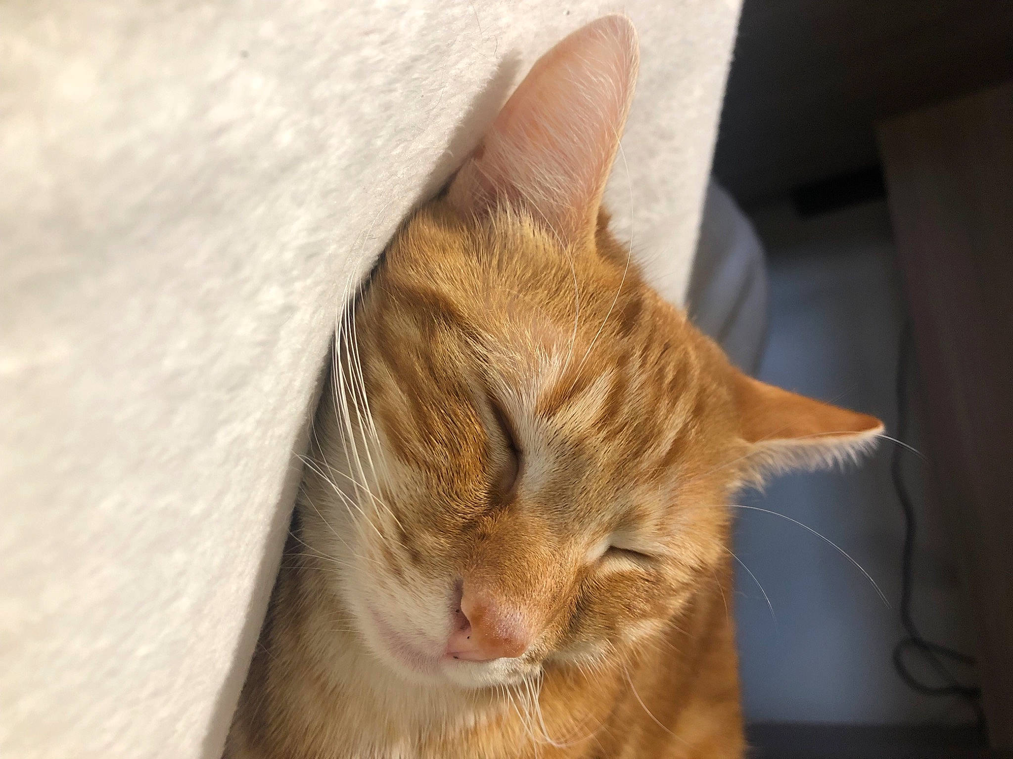 Ruby a rejoint le concours — aidez-le/la à gagner de superbes lots ! carnivore, cat, claw, comfort, domestic_short_haired_cat, fawn, felidae, fur, paw, small_to_medium_sized_cats, snout, tail, terrestrial_animal, whiskers, wood