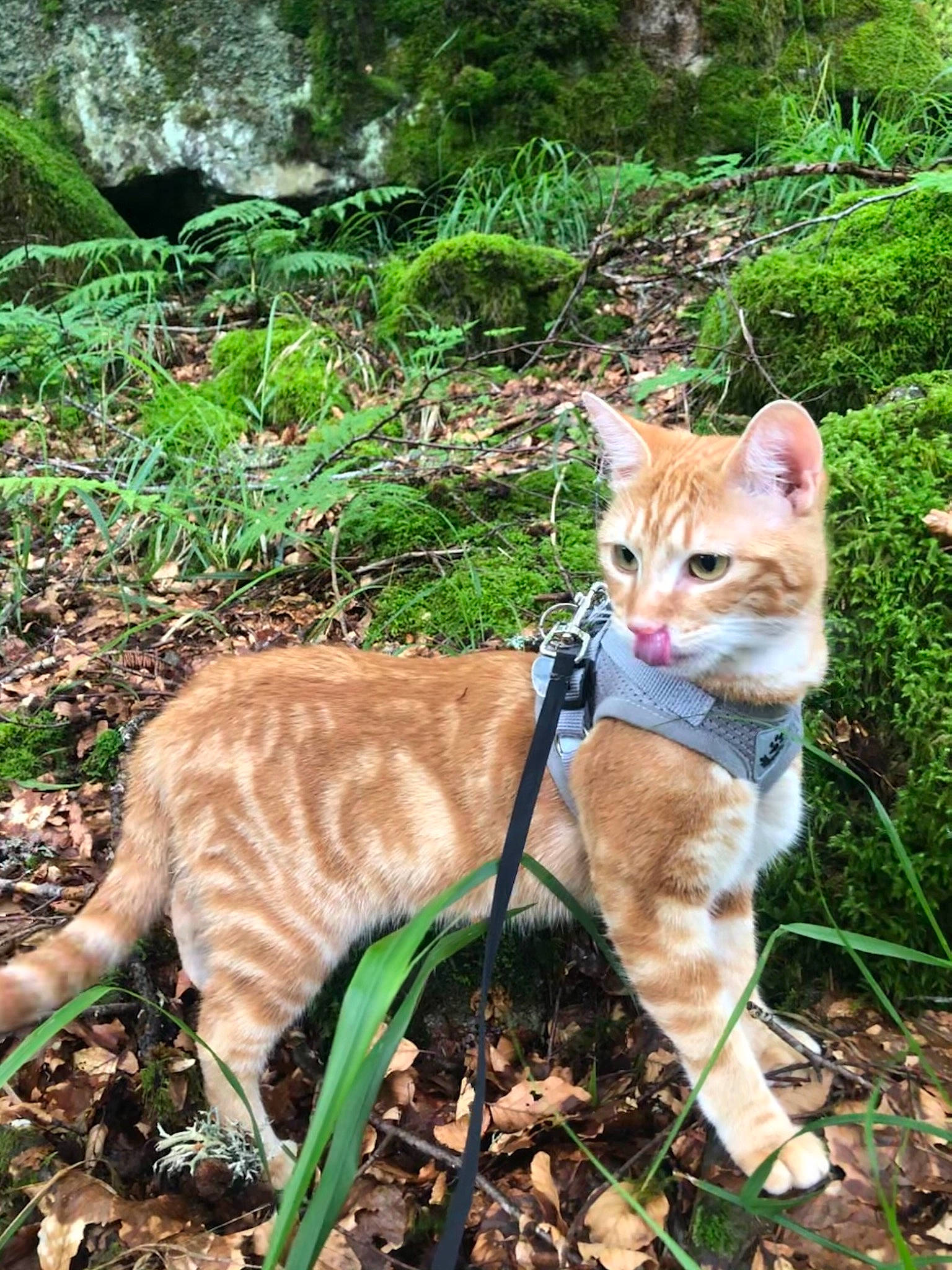 Ruby participe au concours pour gagner de l'argent avec cette photo : biome, carnivore, cat, fawn, felidae, fur, grass, groundcover, mammal, organism, plant, small_to_medium_sized_cats, snout, tail, terrestrial_animal, tree, vertebrate, whiskers, wilderness, wildlife