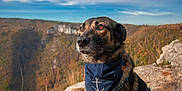 Tiberia participe au concours pour gagner de l'argent avec cette photo : dog, bandana, anchor, outdoor, rock, cliff, nature, sky, clouds, autumn, hills, grass, leash, pet, animal, portrait, sitting, brown, black, scenic