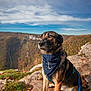 dog, bandana, anchor, outdoor, rock, cliff, nature, sky, clouds, autumn, hills, grass, leash, pet, animal, portrait, sitting, brown, black, scenic