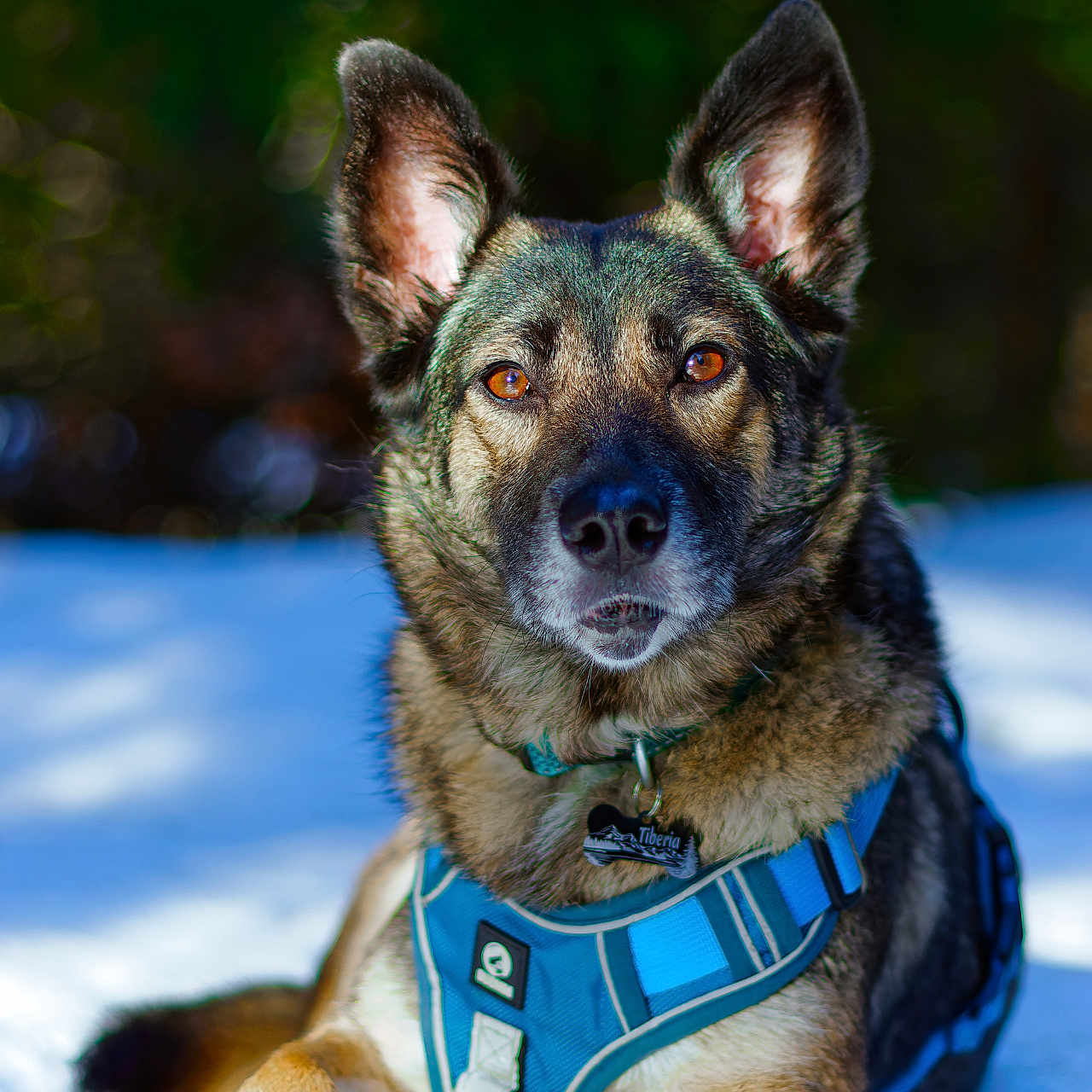 Tiberia a rejoint le concours — aidez-le/la à gagner de superbes lots ! alert, amber_eyes, animal, canine, close_up, collar, daylight, dog, ears, forest, fur, harness, lying_down, mammal, nature, outdoor, pet, portrait, snow, winter
