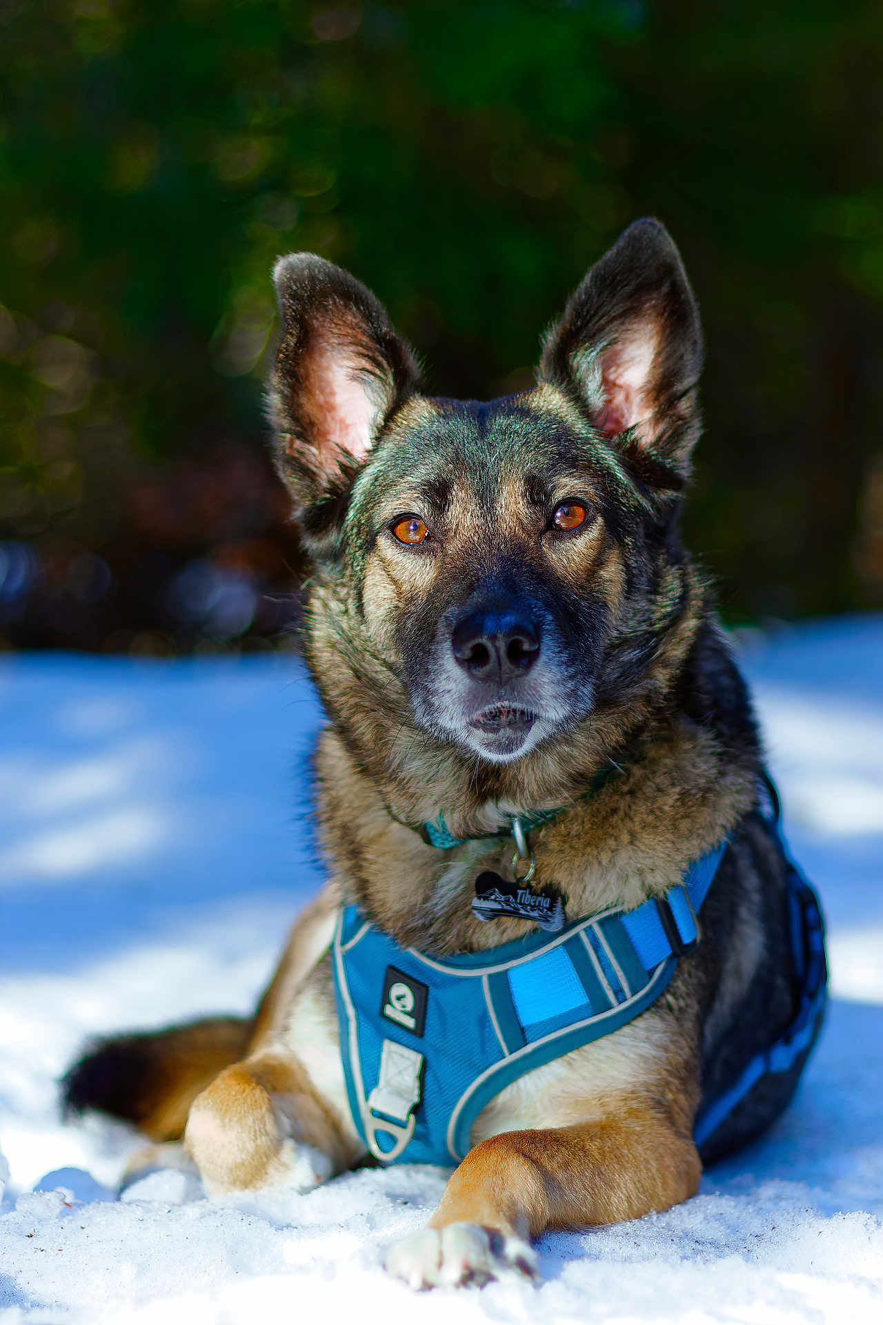 Tiberia a rejoint le concours — aidez-le/la à gagner de superbes lots ! dog, animal, pet, snow, outdoor, canine, fur, ears, harness, collar, nature, winter, forest, portrait, mammal, alert, amber_eyes, lying_down, close_up, daylight