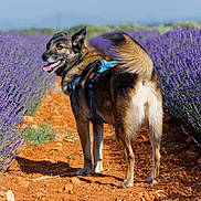 Tiberia participe au concours pour gagner de l'argent avec cette photo : dog, lavender, purple_flowers, dirt_path, outdoor, nature, pet, happy, tail, harness, sunny, smiling, plants, field, walking, canine, summer, flora, greenery, scenic