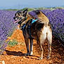 dog, lavender, purple_flowers, dirt_path, outdoor, nature, pet, happy, tail, harness, sunny, smiling, plants, field, walking, canine, summer, flora, greenery, scenic