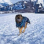 Tiberia participe au concours pour gagner de l'argent avec cette photo : dog, snow, mountains, winter, outdoor, running, canine, cold, jacket, animal, landscape, nature, playful, fur, blue, daylight, snowy, happy, active, scenic