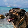 Tiberia a rejoint le concours — aidez-le/la à gagner de superbes lots ! dog, canine, smiling, teal_harness, beach, sea, water, ocean, sky, clouds, boat, outdoor, pet, animal, happy, portrait, close_up, fur, collar, nature