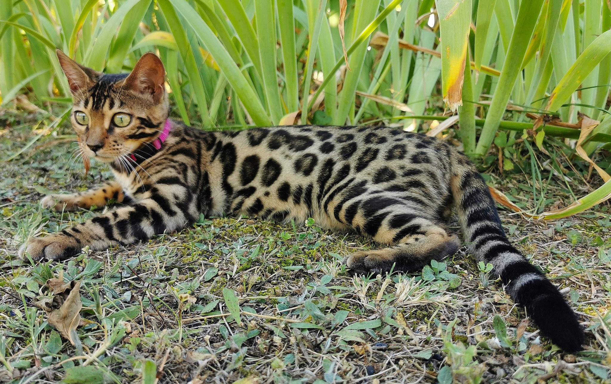 Shelsy participe au concours pour gagner de l'argent avec cette photo : adaptation, big_cats, botany, carnivore, cat, fawn, felidae, grass, groundcover, ocelot, plant, small_to_medium_sized_cats, snout, tail, terrestrial_animal, terrestrial_plant, tree, vegetation, vertebrate, whiskers