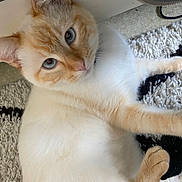 Yuki participe au concours pour gagner de l'argent avec cette photo : cat, blue_eyes, fluffy_fur, cream_color, orange_color, pet, animal, indoor, carpet, relaxed, cute, feline, whiskers, paw, laying_down, close_up, looking_up, soft_texture, cozy, domestic