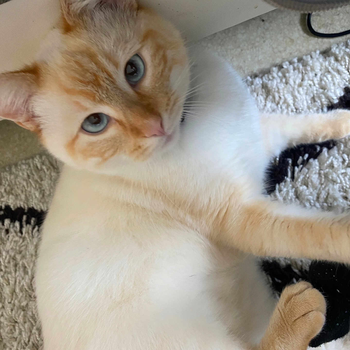 Yuki participe au concours pour gagner de l'argent avec cette photo : animal, blue_eyes, carpet, cat, close_up, cozy, cream_color, cute, domestic, feline, fluffy_fur, indoor, laying_down, looking_up, orange_color, paw, pet, relaxed, soft_texture, whiskers