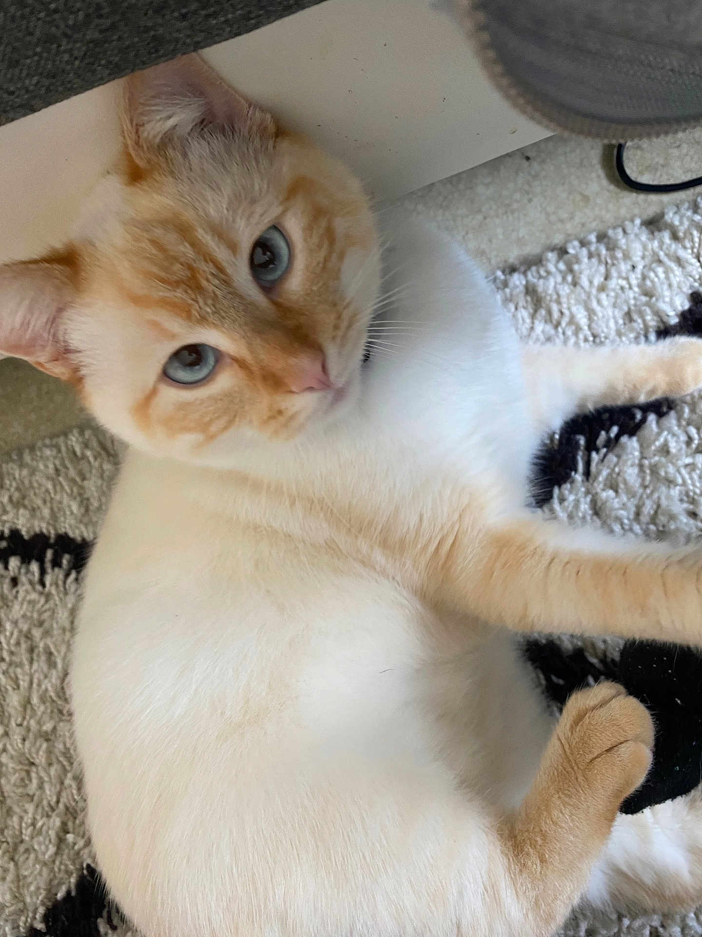 Yuki participe au concours pour gagner de l'argent avec cette photo : cat, blue_eyes, fluffy_fur, cream_color, orange_color, pet, animal, indoor, carpet, relaxed, cute, feline, whiskers, paw, laying_down, close_up, looking_up, soft_texture, cozy, domestic