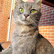 Storm is registered to the contest to win money with this photo: cat, gray_cat, fluffy, yellow_eyes, pet, animal, feline, outdoor, brick_wall, sunlight, whiskers, closeup, portrait, cute, domestic_cat, mammal, fur, ears, alert, nature