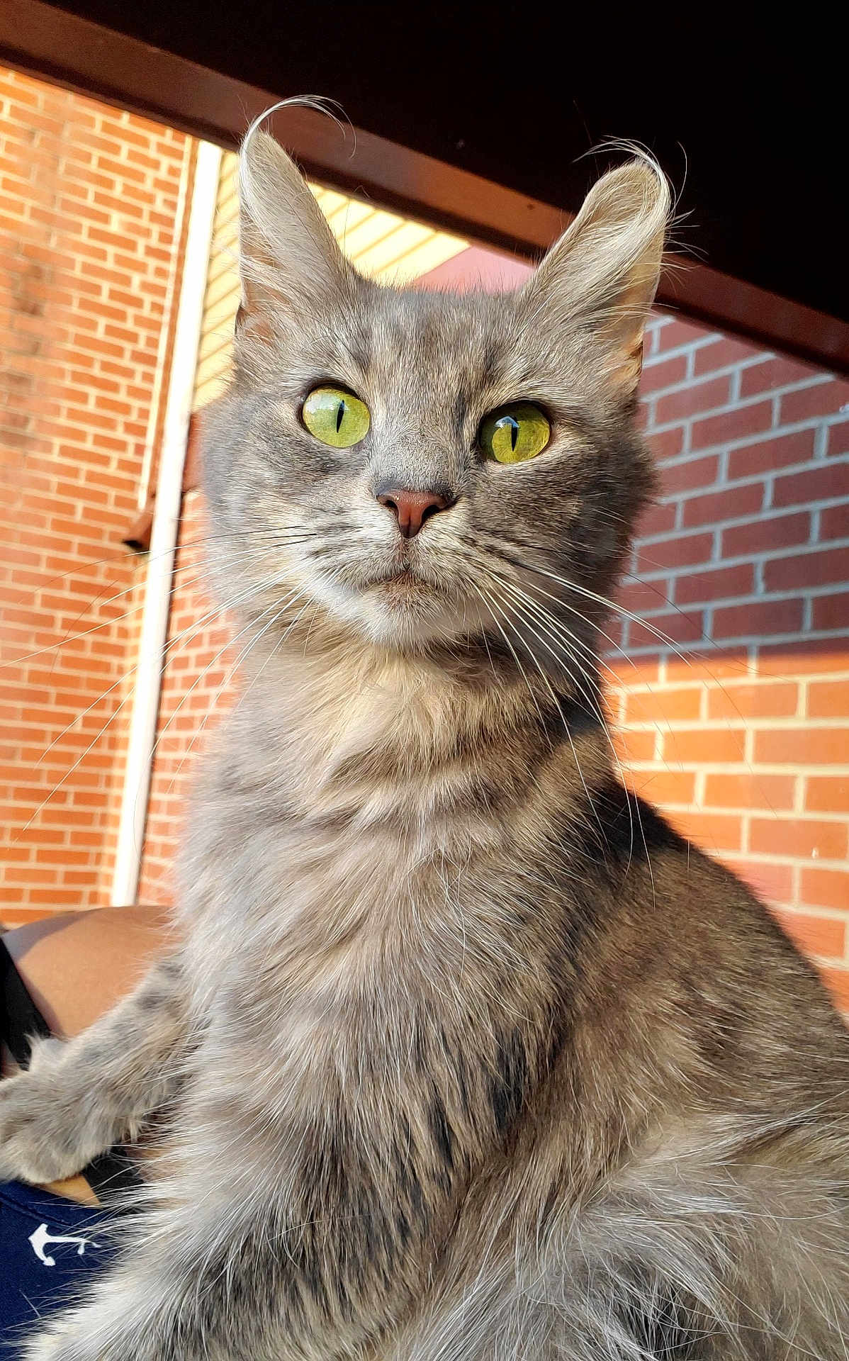 Storm is registered to the contest to win money with this photo: cat, gray_cat, fluffy, yellow_eyes, pet, animal, feline, outdoor, brick_wall, sunlight, whiskers, closeup, portrait, cute, domestic_cat, mammal, fur, ears, alert, nature