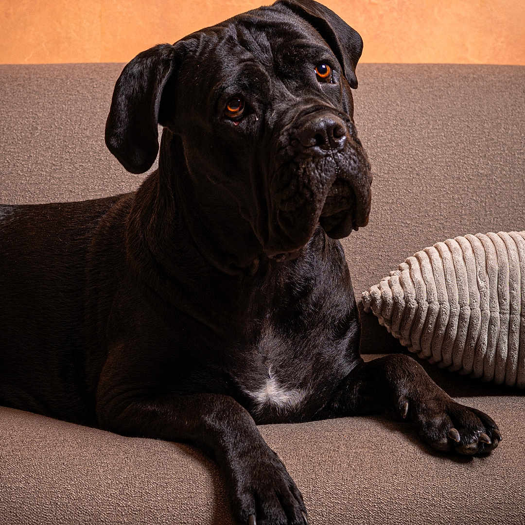 Satchi a rejoint le concours — aidez-le/la à gagner de superbes lots ! animal, black_dog, brown, calm, canine, companion, couch, cozy, dog, domestic, fur, home, indoor, looking, pet, pillow, portrait, relaxed, seated, texture