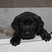 Lazio participe au concours pour gagner de l'argent avec cette photo : puppy, dog, black_dog, animal, pet, portrait, close_up, face, eyes, nose, paws, floppy_ears, looking_at_camera, cute, adorable, indoor, white_ledge, wall, dark_fur, photography