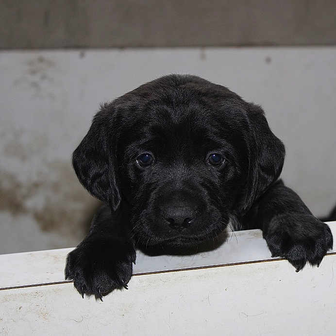 Lazio participe au concours pour gagner de l'argent avec cette photo : puppy, dog, black_dog, animal, pet, portrait, close_up, face, eyes, nose, paws, floppy_ears, looking_at_camera, cute, adorable, indoor, white_ledge, wall, dark_fur, photography