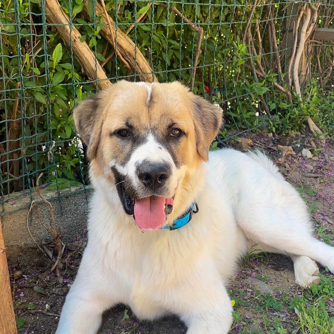 Attila a rejoint le concours — aidez-le/la à gagner de superbes lots ! dog, animal, outdoor, grass, fence, collar, pet, canine, happy, tongue_out, nature, leafy, sunlight, resting, ground, fur, mammal, playful, summer, closeup