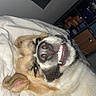 dog, pet, smiling, teeth, close_up, bed, blanket, indoor, ears, fur, face, canine, cute, animal, resting, happy, whiskers, sleepy, napping, cozy