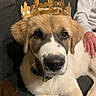 Attila participe au concours pour gagner de l'argent avec cette photo : dog, puppy, crown, golden_crown, pet, animal, indoor, sofa, couch, fur, face, nose, ears, collar, human_hand, resting, cute, domestic_animal, portrait, brown_and_white
