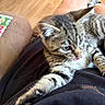 cat, tabby, pet, animal, furry, striped, face, eyes, tongue, whiskers, paw, claws, lying_down, relaxed, sleepy, lap, person, indoor, wooden_floor, closeup