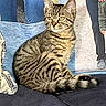 Macie is registered to the contest to win money with this photo: cat, tabby_cat, pet, animal, feline, striped_fur, sitting, couch, indoors, portrait, whiskers, ears, green_eyes, tail, paws, fur, relaxed, people, denim, upholstery
