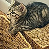 Macie is registered to the contest to win money with this photo: cat, kitten, tabby, pet, animal, feline, striped_fur, gray_fur, green_eyes, whiskers, ears, paws, lying_down, basket, woven_texture, indoor, cozy, portrait, closeup, relaxed