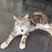 Thor participe au concours pour gagner de l'argent avec cette photo : cat, feline, pet, animal, long_hair, green_eyes, relaxed, lying_down, floor, tile, indoor, fluffy, tail, whiskers, ears, paws, domestic_cat, fur_pattern, muzzle, alert