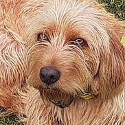 Raly participe au concours pour gagner de l'argent avec cette photo : dog, grass, outdoor, pet, canine, fur, animal, mammal, brown, laying_down, looking_up, ears, nose, whiskers, collar, friendly, cute, nature, relaxed, tongue