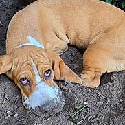 Charlotte joined the competition — help win amazing prizes! dog, brown, white, lying_down, dirt, ears, nose, outdoor, pet, animal, canine, closeup, face, fur, expression, ground, nature, paw, looking_up, mischievous