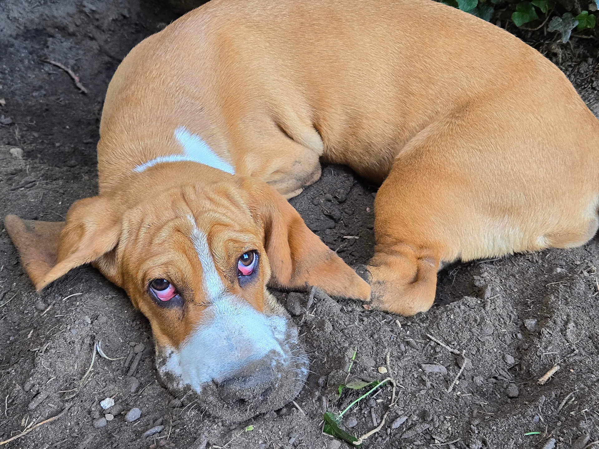 Charlotte joined the competition — help win amazing prizes! dog, brown, white, lying_down, dirt, ears, nose, outdoor, pet, animal, canine, closeup, face, fur, expression, ground, nature, paw, looking_up, mischievous