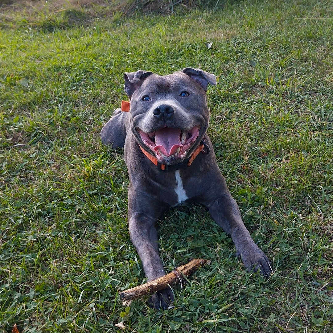 Django participe au concours pour gagner de l'argent avec cette photo : animal, ball, bulldog, canine, dog, face, field, grass, grassland, nature, outdoors, pet, pitbull, plant, puppy, sport, tennis, tennisball, tree, vegetation