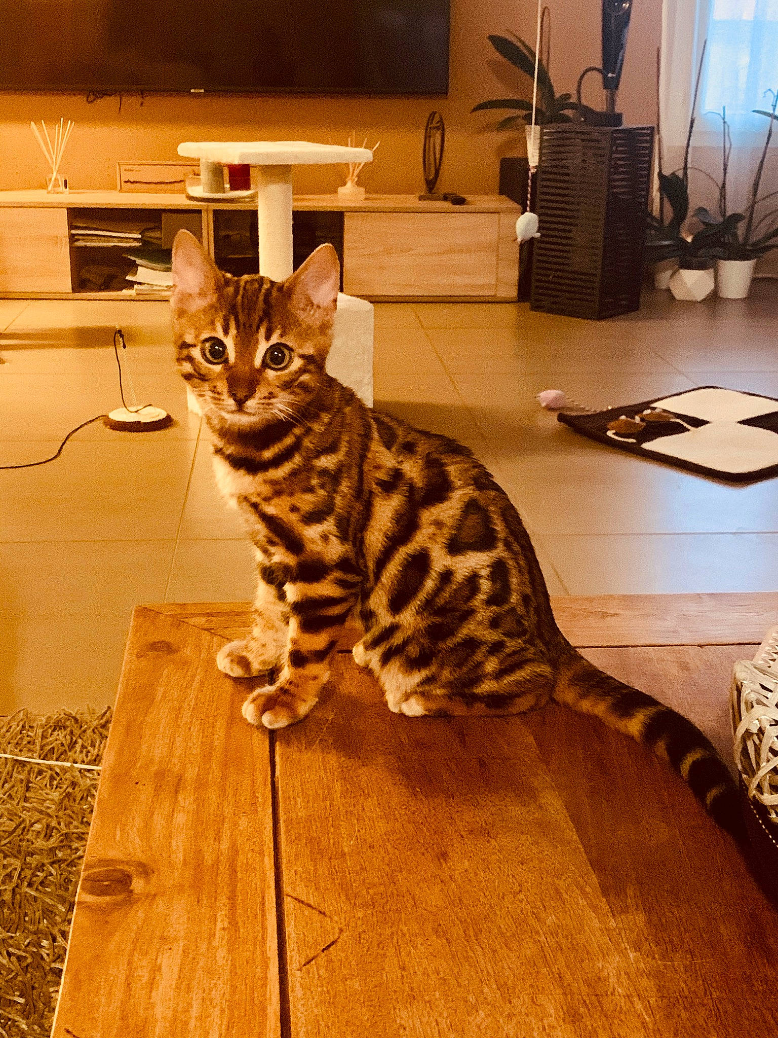 Pao a rejoint le concours — aidez-le/la à gagner de superbes lots ! arabian_mau, asian, bengal, carnivore, cat, domestic_short_haired_cat, dragon_li, european_shorthair, felidae, floor, kitten, mammal, ocicat, savannah, small_to_medium_sized_cats, sokoke, toyger, vertebrate, whiskers, wood
