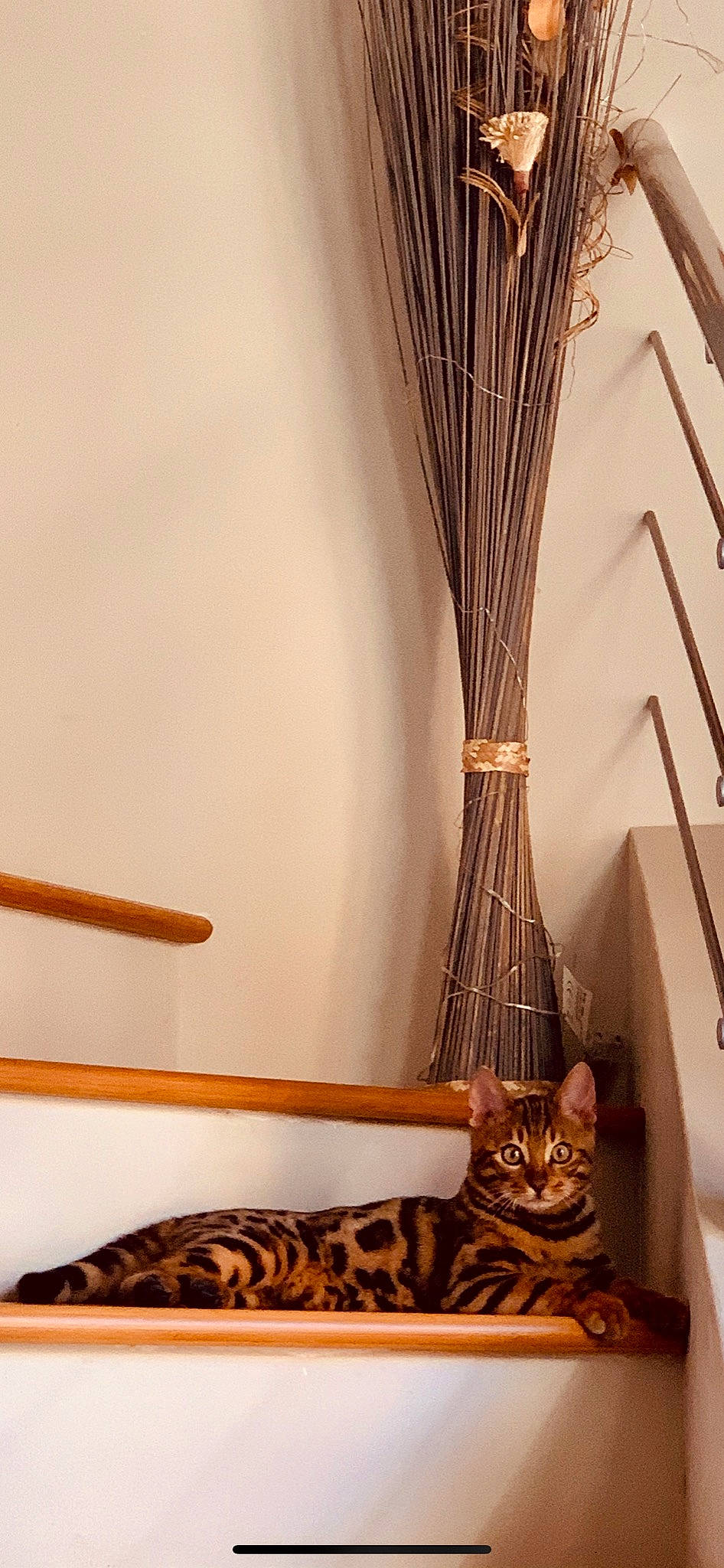 Pao a rejoint le concours — aidez-le/la à gagner de superbes lots ! bedroom, cat, curtain, furniture, interior_design, room