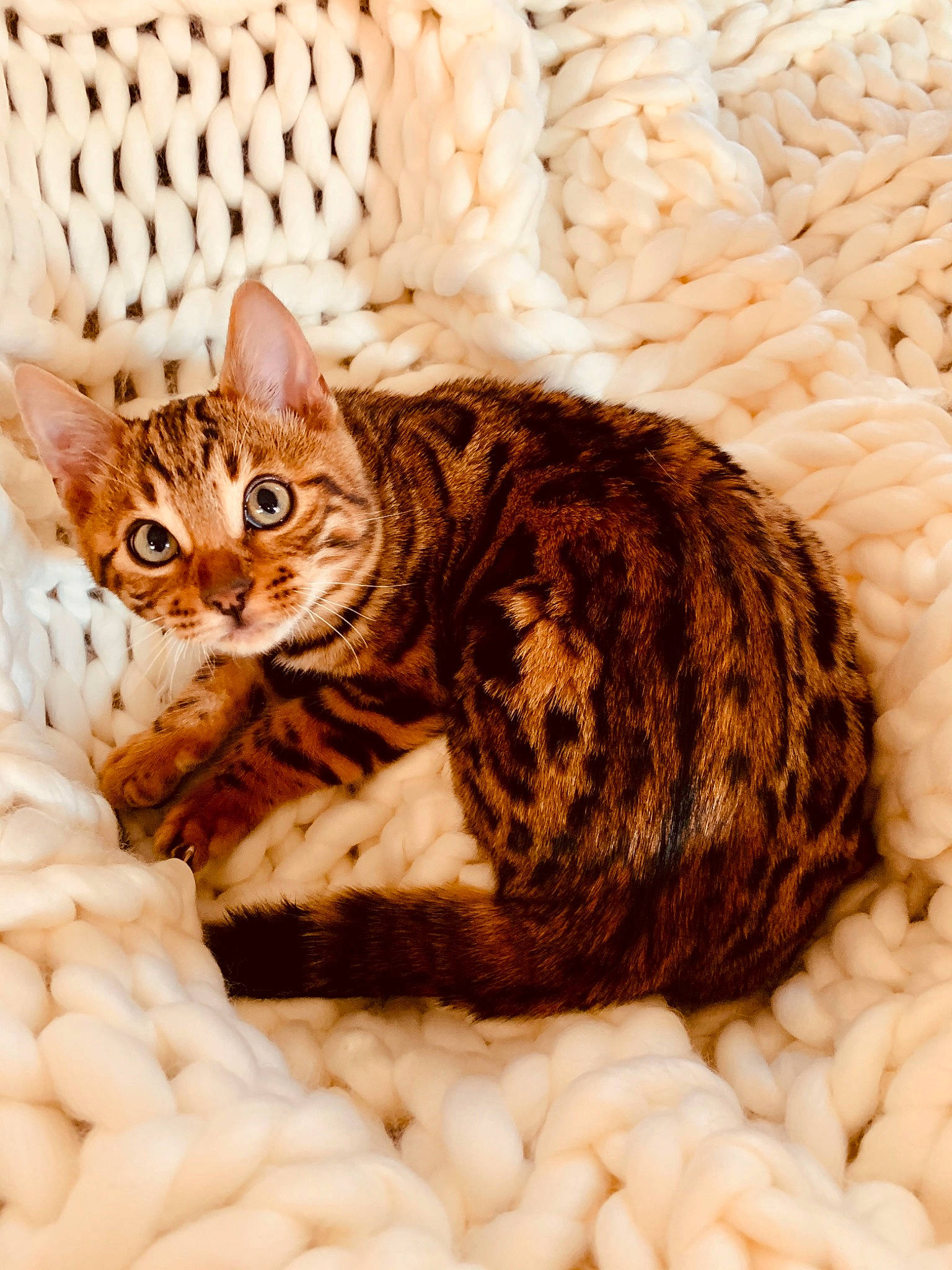 Pao participe au concours pour gagner de l'argent avec cette photo : american_shorthair, arabian_mau, asian, bengal, california_spangled, carnivore, cat, domestic_short_haired_cat, dragon_li, european_shorthair, eye, felidae, fur, kitten, mammal, ocicat, small_to_medium_sized_cats, tabby_cat, toyger, whiskers