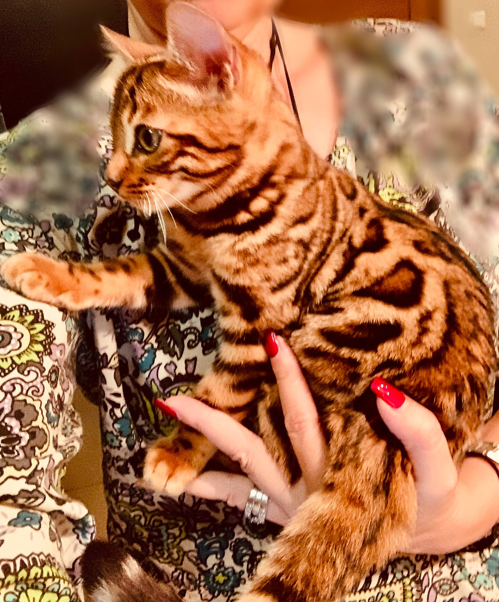 Pao a rejoint le concours — aidez-le/la à gagner de superbes lots ! american_shorthair, asian, bengal, california_spangled, carnivore, cat, dragon_li, european_shorthair, felidae, kitten, mammal, ocicat, pixie_bob, savannah, small_to_medium_sized_cats, sokoke, tabby_cat, toyger, vertebrate, whiskers