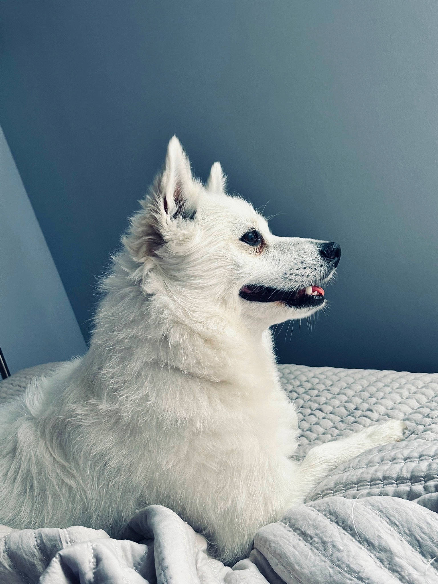 Benny joined the competition — help win amazing prizes! carnivore, companion_dog, dog, dog_breed, fang, fur, happy, jaw, monochrome, monochrome_photography, paw