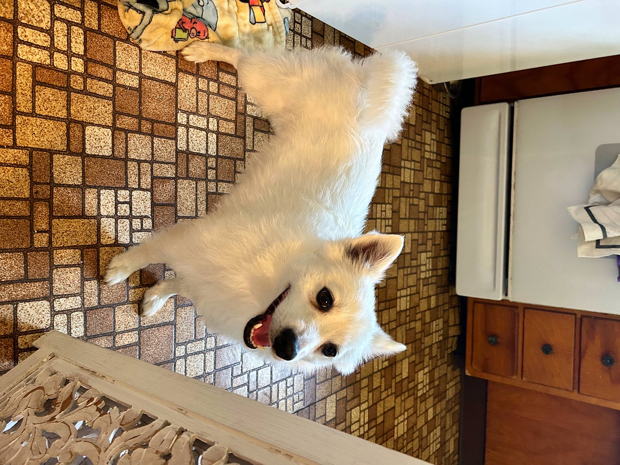 Benny is registered to the contest to win money with this photo: cabinetry, canidae, carnivore, companion_dog, dog, dog_breed, dog_supply, fawn, felidae, floor, flooring, fur, pet_supply, room, snout, sporting_group, tail, whiskers, wood, working_animal