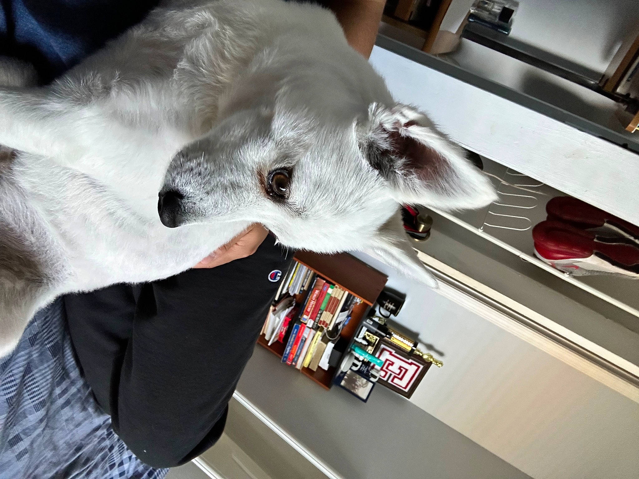 Benny joined the competition — help win amazing prizes! cabinetry, canidae, carnivore, collar, companion_dog, dog, dog_breed, fang, felidae, fur, gesture, kitchen_appliance, non_sporting_group, small_to_medium_sized_cats, snout, sporting_group, whiskers, working_animal