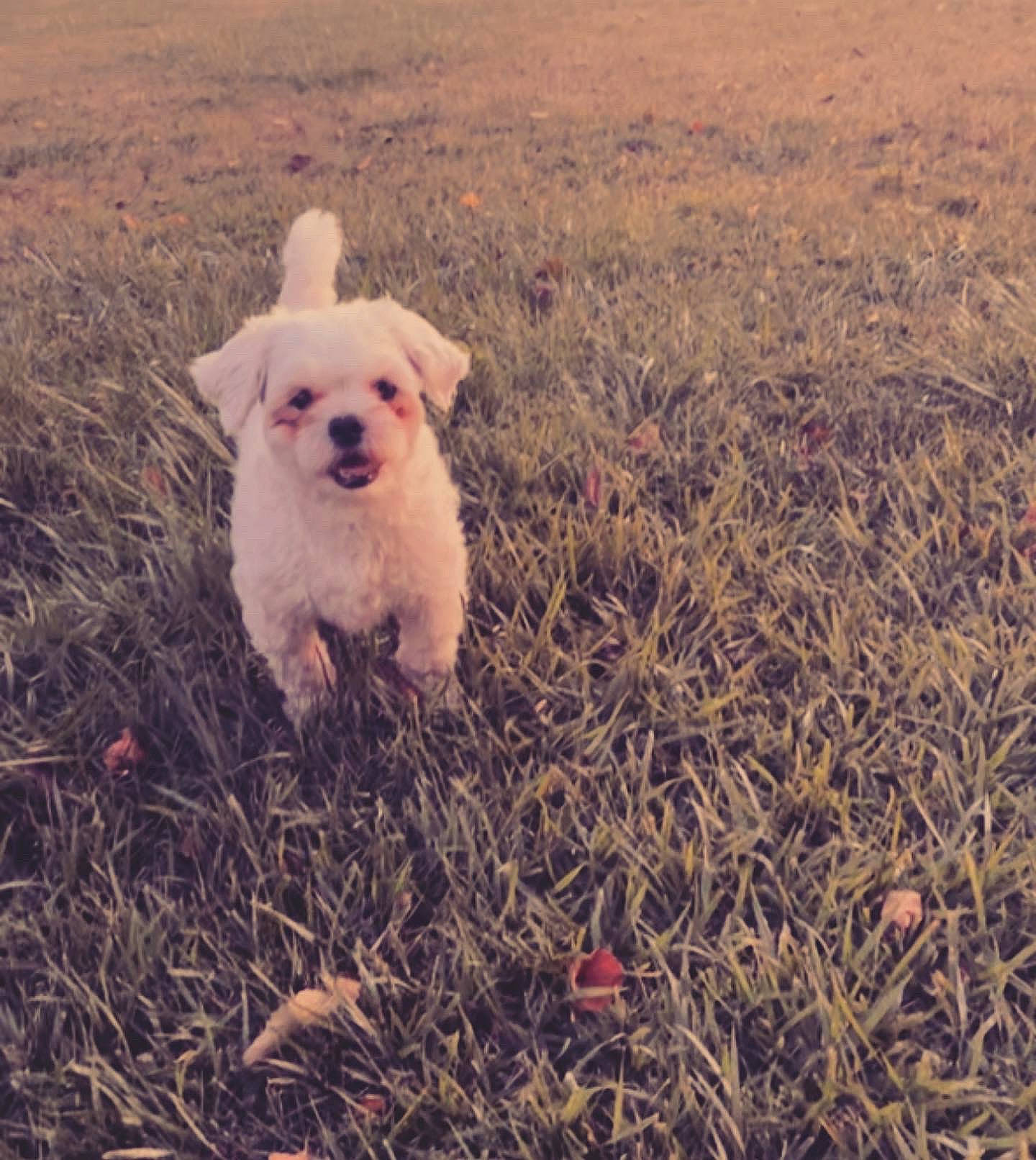 Chico is registered to the contest to win money with this photo: canidae, carnivore, companion_dog, dog, dog_breed, fawn, field, fur, grass, grassland, happy, landscape, plant, snout, soil, sporting_group, tail, tints_and_shades, toy_dog, working_animal