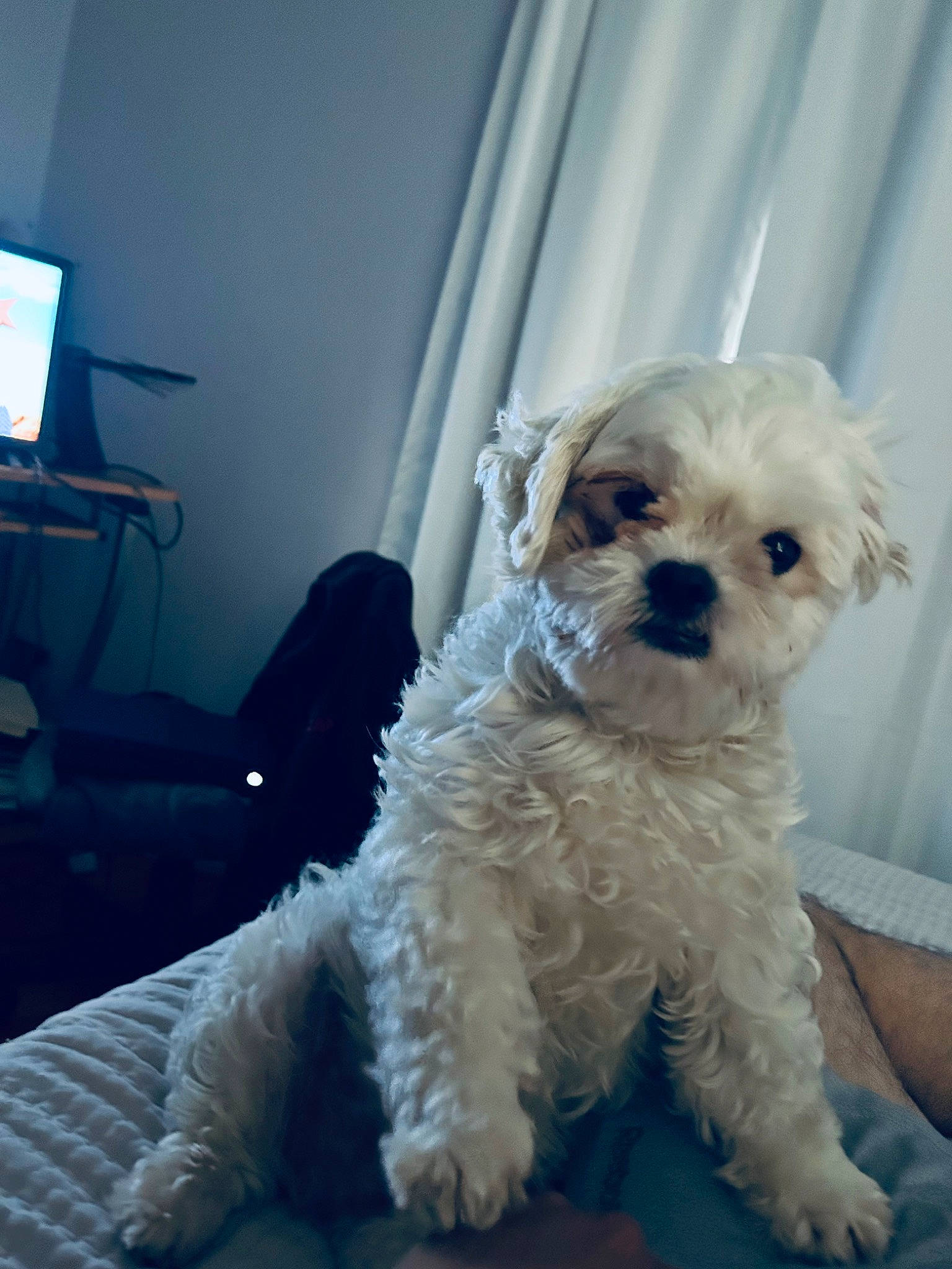 Chico is registered to the contest to win money with this photo: canidae, carnivore, chair, companion_dog, dog, dog_breed, dog_collar, eyewear, fur, glasses, goggles, labradoodle, laptop, small_terrier, snout, sporting_group, sunglasses, terrier, toy_dog, water_dog