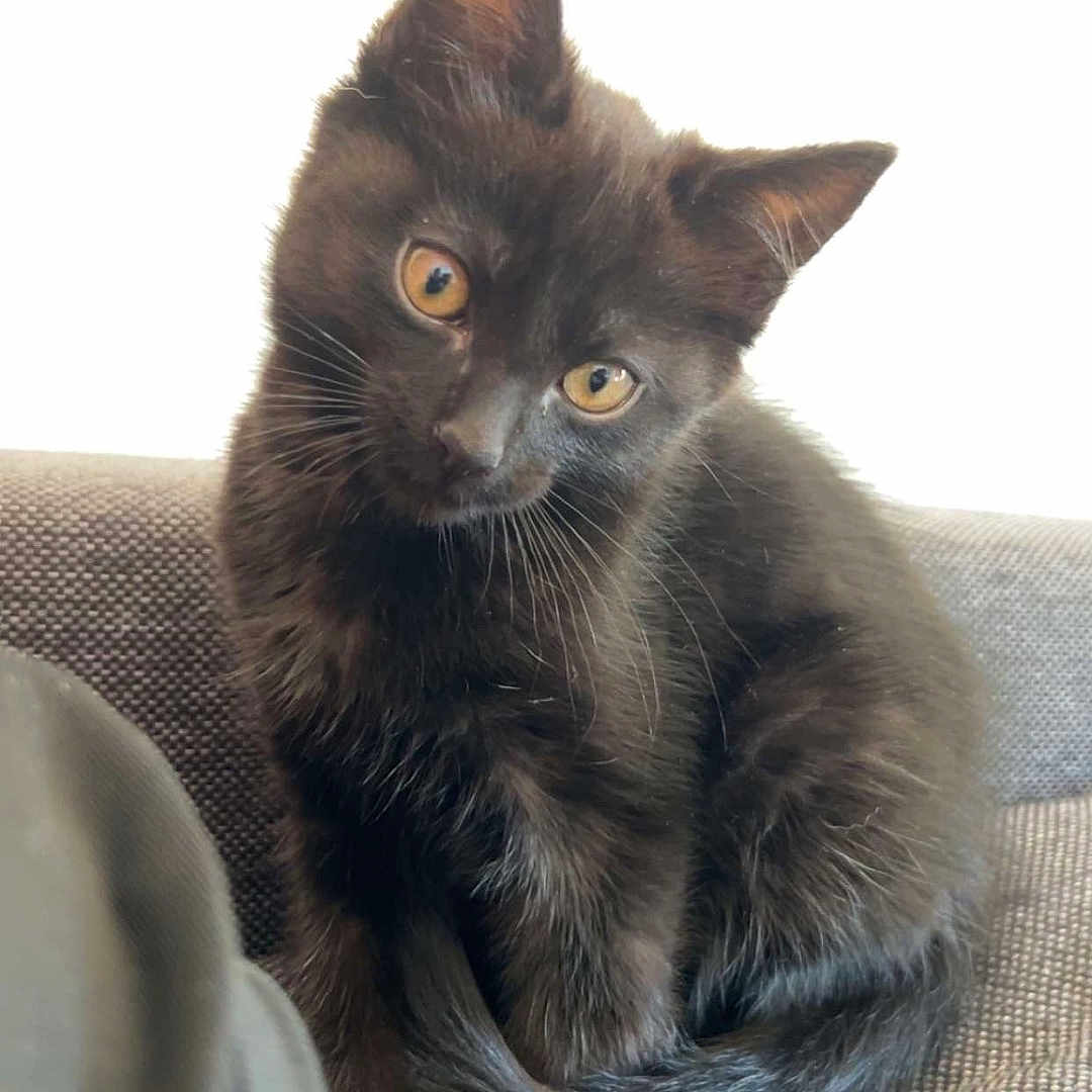 Draken participe au concours pour gagner de l'argent avec cette photo : abyssinian, angora, animal, blackcat, blanket, brasssection, cat, couch, cushion, egyptiancat, furniture, homedecor, horn, kitten, manx, musicalinstrument, pet