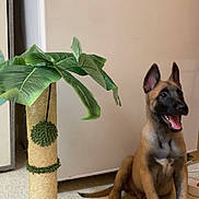 Rex a rejoint le concours — aidez-le/la à gagner de superbes lots ! dog, puppy, indoor, scratching_post, pet_toy, floor, green, plant, leaf, animal, canine, happy, sitting, ears_up, tongue_out, playful, fur, brown, black, home