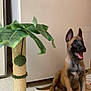 animal, black, brown, canine, dog, ears_up, floor, fur, green, happy, home, indoor, leaf, pet_toy, plant, playful, puppy, scratching_post, sitting, tongue_out