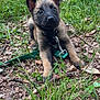 Rex a rejoint le concours — aidez-le/la à gagner de superbes lots ! puppy, dog, outdoor, grass, leash, leaf, nature, animal, young, curious, brown, black, ears, face, eyes, collar, stick, playful, pet, ground