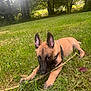 Rex a rejoint le concours — aidez-le/la à gagner de superbes lots ! dog, puppy, grass, stick, outdoor, nature, trees, sunlight, animal, pet, playful, canine, young, ears, brown, black, collar, leash, park, resting